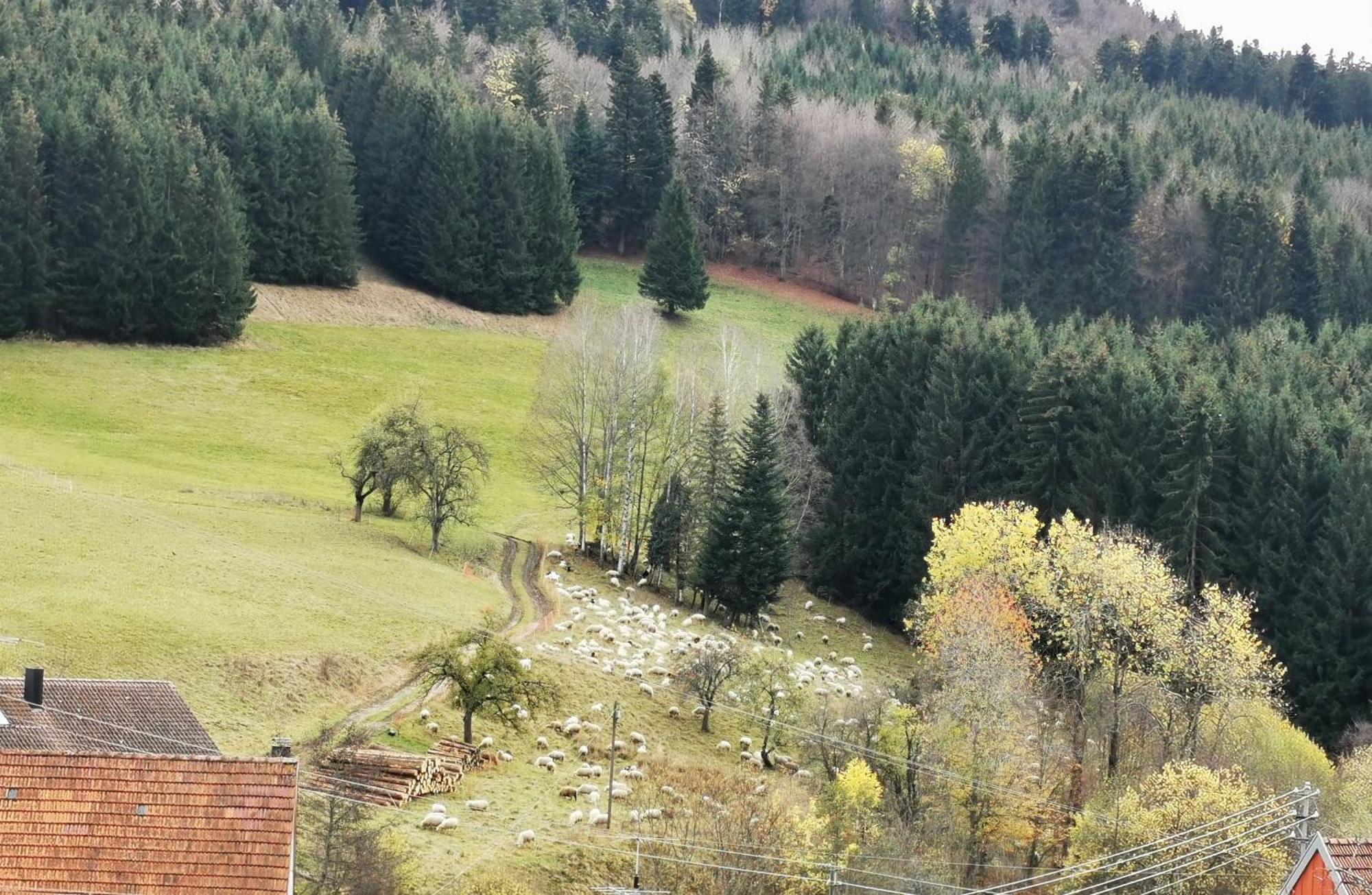 Ferienwohnung Blick Rappenstein Hausen am Tann Екстериор снимка